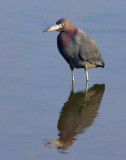 Little Blue Heron 29076