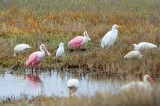Wading Birds 29408