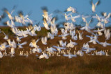 Snow Geese Flyout 30623