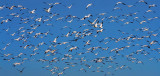 Snow Geese Flyout 30735