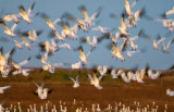 Snow Geese Flyout 30624