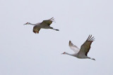 Sandhill Cranes In Flight 31352