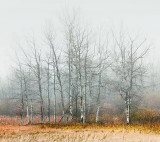 Trees In Fog 20091023