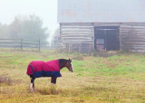 Horse & Barn 09790