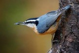 Nuthatch With A Seed 52070