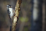 Hairy Woodpecker 52128