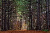 Pinhey Forest Trail 30 (20091103)