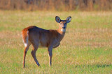 Deer In A Field 52292