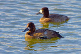 Lesser Scaups 52345