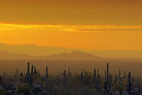 Desert At Sunrise 81714