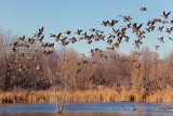 Geese Flyout 10633