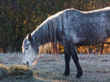 Backlit Horse 10807