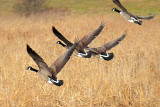 Geese Taking Flight 20091121