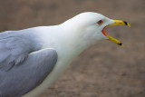 Squawking Gull 14747