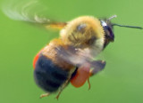 Bee In Flight 14788 (crop)