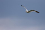 Gull In Flight 15029