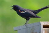 Red-winged Blackbird 14908