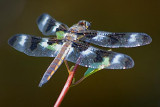 Dragonfly 15588