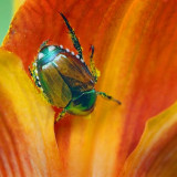 Bug On A Lily 20080630