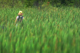 Awash In A Sea Of Grass 20080705