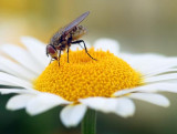 Bug On A Daisy 15796