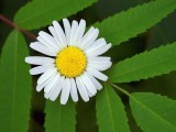 Daisy Over Leaves 16170