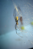 Sydney - 170 Spider 1 - Wildlife World Darling Harbour IMGP7011.JPG