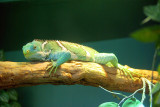 Cairns Tropical Zoo - 50 Time for a Nap.JPG