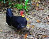 Tablelands - 78 Wild Turkey IMGP8068.JPG
