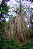 Tablelands - 80 Curtain Fig Tree Near Yungaburra (per Sidders) IMGP8112.JPG