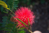 Tablelands - 90 Dont know the name yet.JPG