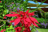 Tablelands - 95 Poinsetta IMGP8201.JPG