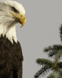 1.4 eagle 800-0134.jpg