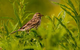 Savannah Sparrow 800.jpg