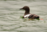 pigeon guillemont