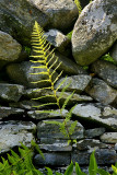 Sun Lit Fern Against Cemetery Wall