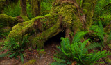 Moss Covered Giant