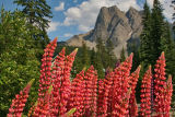 Leapin Lupins