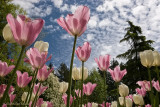 Tulip Forest