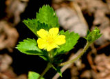 Cinquefoil