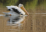 A White Pelican