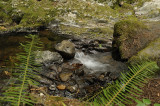 Purisima Creek