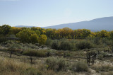 Cottonwoods - Coronado State Monument