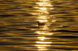 Coot Sunset