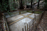 Empty Swimming Pool under the redwoods