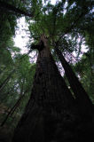 The Largest Redwood in Monterey County