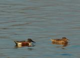 Mr and Mrs Northern Shoveler