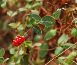 Red Berries
