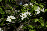 Blossoming Dogwood