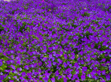 CS4 adding more purple flowers